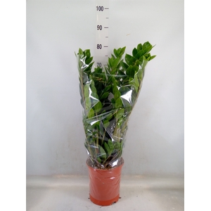 Zamioculcas zamiifolia