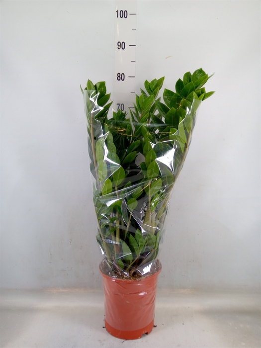 <h4>Zamioculcas zamiifolia</h4>