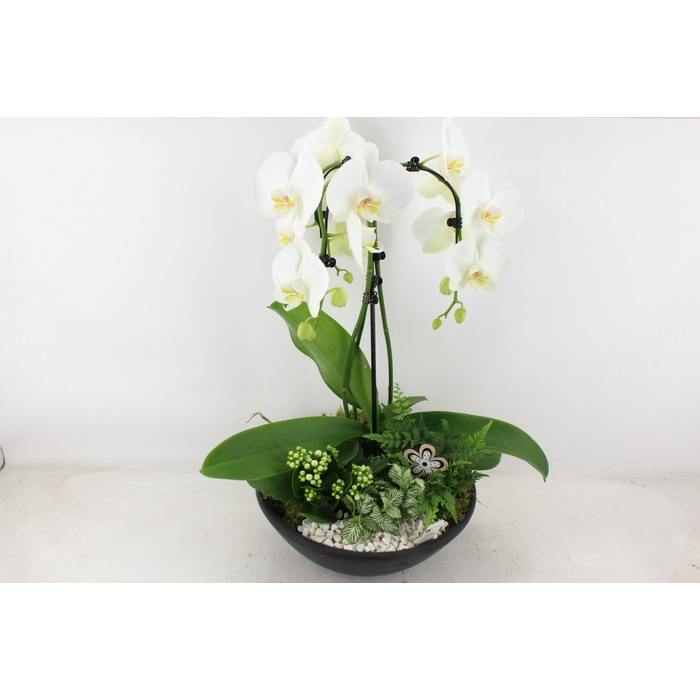<h4>Arr2 Pl - Ebbischaal Phal. Paraplu</h4>