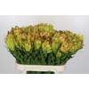 Leucadendron Goldstrike