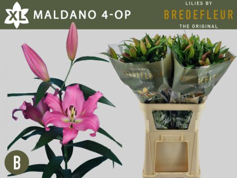 <h4>Li Or Maldano 4+ Bredefleur</h4>