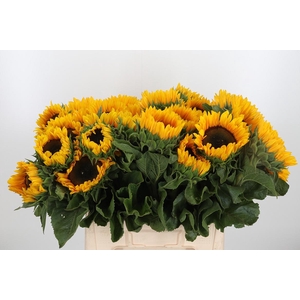 Helianthus Sunrich Orang