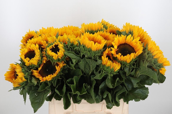 <h4>Helianthus Sunrich Orang</h4>