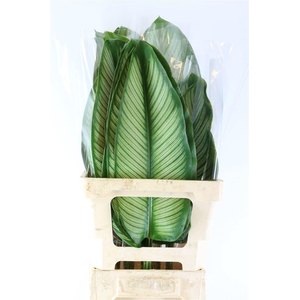 CALATHEA ZEBRINA BLAD CALATHEA WHIT