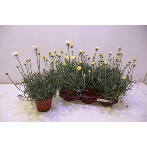 arr8 Rhodan H Zagora Yell