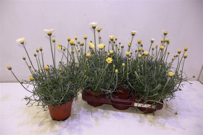 <h4>Rhodan H Zagora Yell</h4>