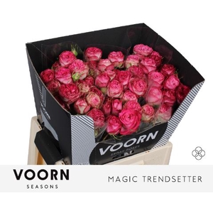 R Tr Magic Trendsetter Voorn Seasons