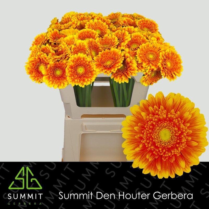 <h4>GERBERA MI 'FRANKY'</h4>