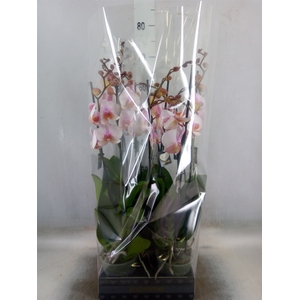 Phalaenopsis  'Anthura Madrid'