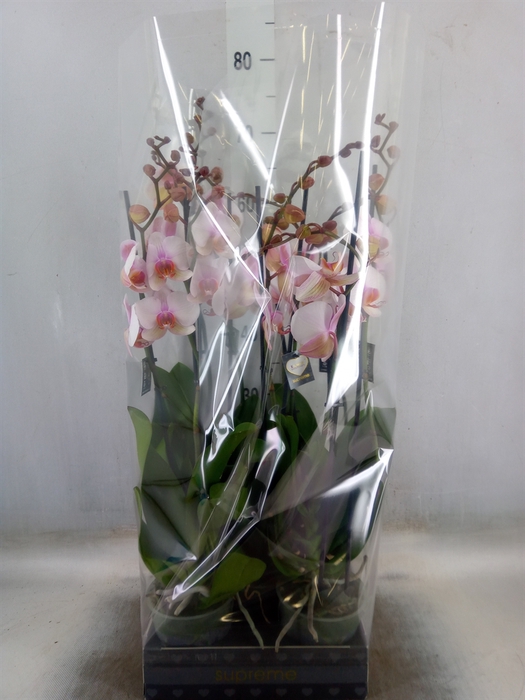 <h4>Phalaenopsis  'Anthura Madrid'</h4>