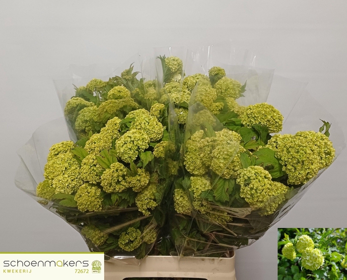 <h4>VIBURNUM ROSEUM ST</h4>