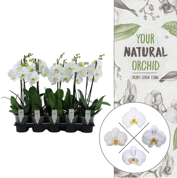 <h4>Your Natural Orchid | White 50cm | Phalaenopsis 1 spike</h4>