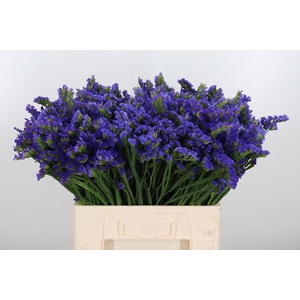 Statice Crystal Dark Blue