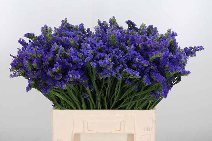 <h4>Statice Crystal Dark Blue</h4>