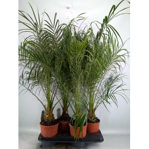 Phoenix roebelenii