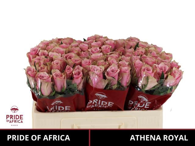 <h4>Rs gr Athena Royale</h4>