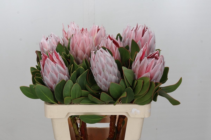 Protea Cynaroides