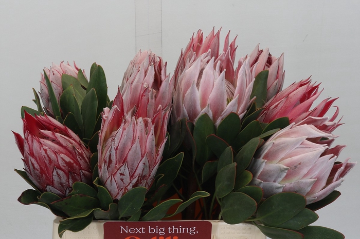 <h4>Protea Cynaroides</h4>