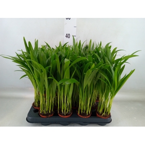 Dypsis lutescens   ...Chrysalidoca