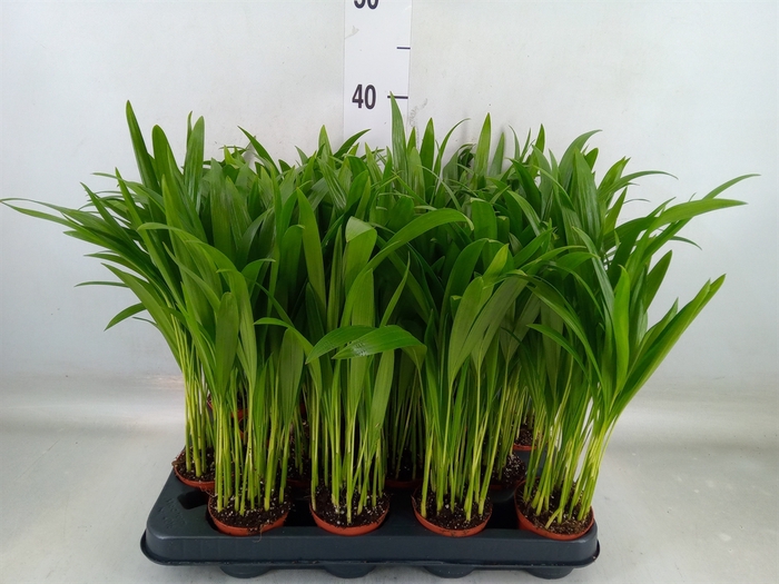 <h4>Dypsis lutescens   ...Chrysalidoca</h4>