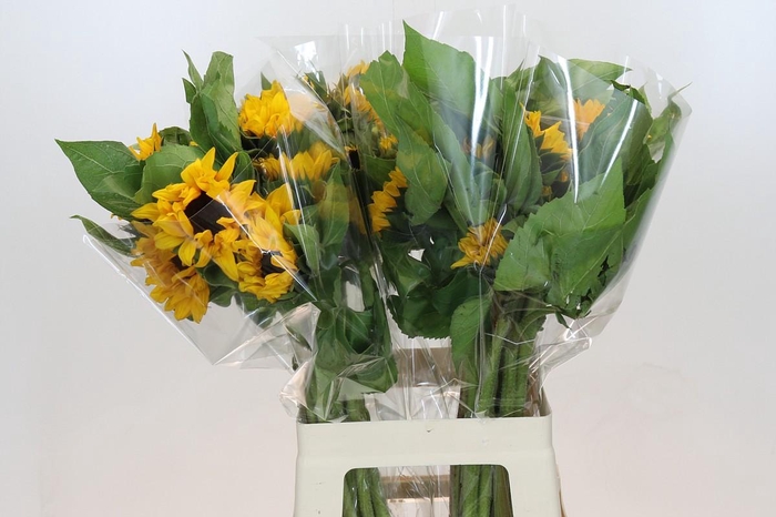 <h4>Helianthus Orange Fire</h4>