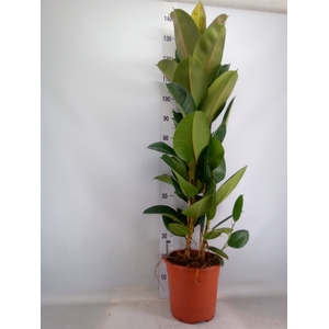 Ficus elastica 'Robusta'
