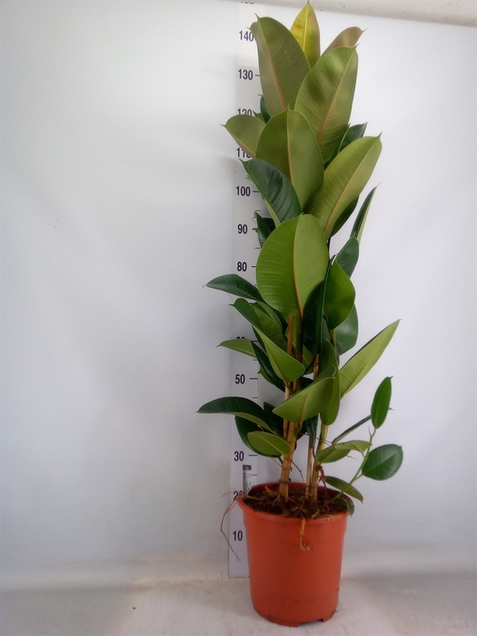<h4>Ficus elastica 'Robusta'</h4>