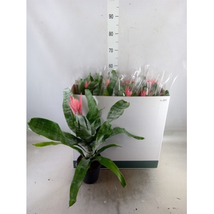 Aechmea fasciata 'Primera'