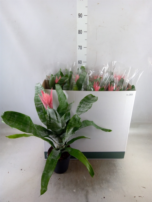 <h4>Aechmea fasciata 'Primera'</h4>