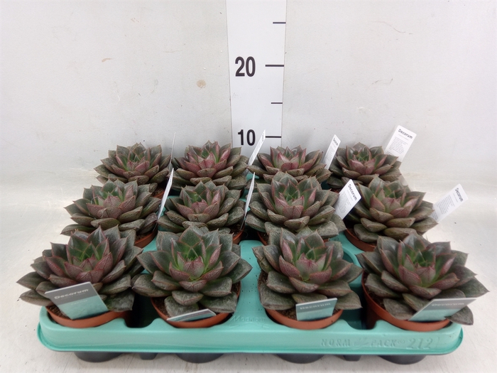 <h4>Echeveria   ...</h4>