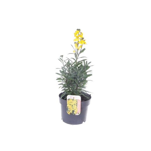 <h4>Erysimum lin. Fragrant Sunshine</h4>