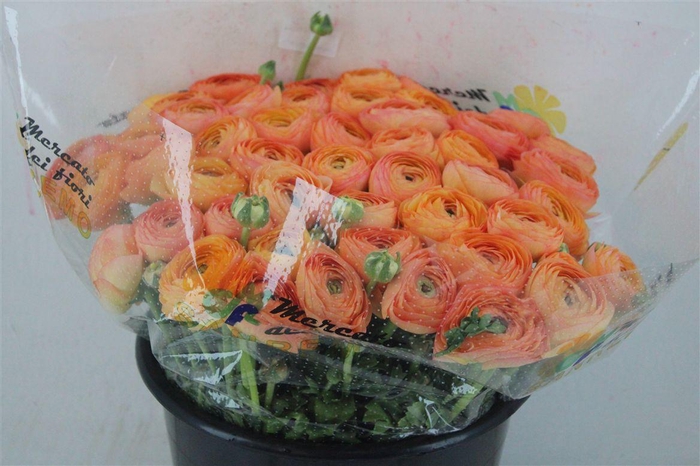 <h4>Ran Cloni Ex Honey</h4>