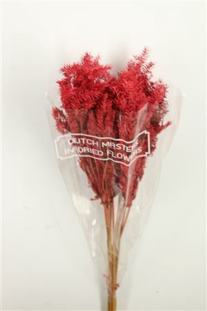 Dried Umbr. Plant Red Bunch