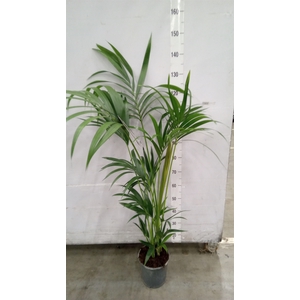 Howea forsteriana