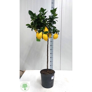 CITR LIMON