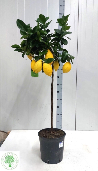 <h4>CITR LIMON</h4>