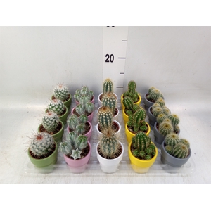 Cactus   ...mix  5