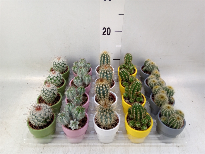 <h4>Cactus   ...mix  5</h4>