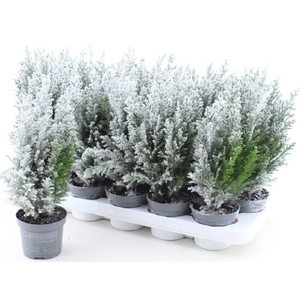 Chamaecyparis law. Ellwoodii 9Ø 30cm