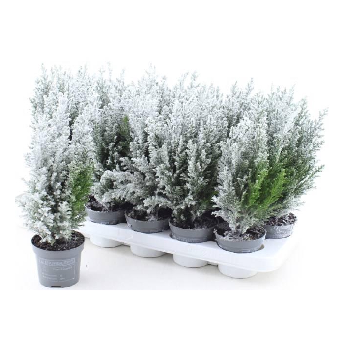 <h4>Chamaecyparis law. Ellwoodii 9Ø 30cm</h4>