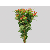 HYPERICUM MAGICAL TRIUMPH 070 CM