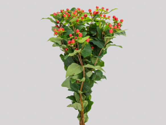 HYPERICUM MAGICAL TRIUMPH 070 CM