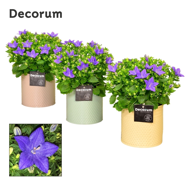 <h4>Campanula 'Napoli' Decorum Zinc</h4>