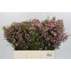 Chamelaucium Kerryn