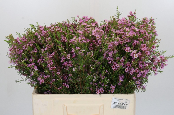 Chamelaucium Kerryn