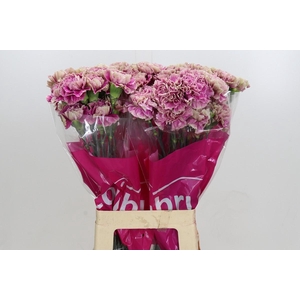 Dianthus St Antigua