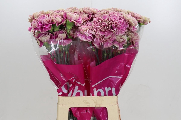 Dianthus St Antigua