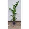 Strelitzia Nicolai 3 toef