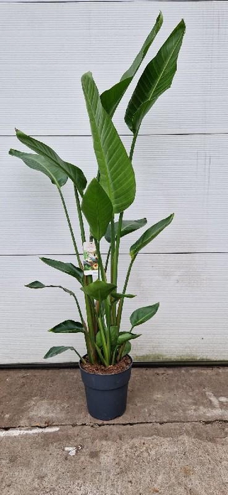 Strelitzia Nicolai 3 toef