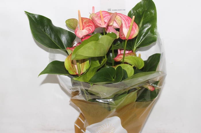 <h4>ANTHURIUM LIVIUM RED P17 BICOLOR</h4>